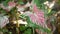 Closeup of beautiful Caladium Bicolor, green pink, leafs in a garden