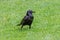 Closeup of a beautiful Carrion Crow Corvus corone