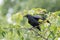 Closeup of a beautiful Carrion Crow Corvus corone