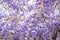 Closeup of a beautiful cascade of wisteria flowers