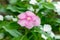 Closeup of a beautiful Catharanthus roseus (Madagascar periwinkle) growing in a garden