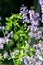 Closeup of beautiful catnip flowers on blurred background