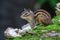 Closeup of a beautiful chipmunk on a mossy wood with blurred background