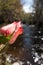 Closeup of beautiful closed wild pink rose with blurred river and trees in background