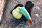 Closeup of a beautiful and colorful keel billed toucan