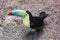 Closeup of a beautiful and colorful keel billed toucan