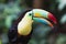 Closeup of a beautiful and colorful keel billed toucan