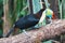 Closeup of a beautiful and colorful keel billed toucan