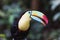 Closeup of a beautiful and colorful keel billed toucan