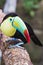 Closeup of a beautiful and colorful keel billed toucan