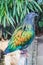 Closeup of a beautiful and colorful nicobar pigeon bird