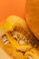 Closeup on a beautiful composition of pumpkin in warm vibrant color