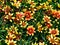 Closeup of beautiful Coreopsis flowers in a garden