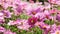 Closeup of beautiful cosmos under sunlight in garden, blooming flowers and bees in spring