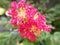 Closeup of beautiful crape myrtle flowers on a blurred background