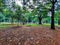 Closeup of beautiful Cubbon Park landscape view with old and new trees distribute water though sprinkling irrigation