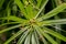 Closeup of a beautiful Cyperus papyrus plant / flower