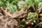 Closeup of beautiful and dangerous european nose horned viper