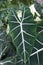 Closeup of the beautiful dark green and velvety leaves of Alocasia Frydek