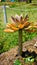 Closeup of beautiful decorative ornamental houseplant Graptopetalum superbum