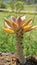 Closeup of beautiful decorative ornamental houseplant Graptopetalum superbum