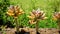 Closeup of beautiful decorative ornamental houseplant Graptopetalum superbum