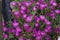 Closeup of beautiful delosperma cooperi flowers surrounded by leaves