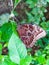 Closeup of a beautiful detailed butterfly eyes sitting on a leaf