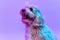 Closeup beautiful dog, maltipoo golden color looking up isolated over purple background in neon light. Concept of beauty