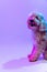 Closeup beautiful dog, maltipoo golden color looking up isolated over purple background in neon light. Concept of beauty