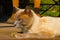 Closeup of a beautiful domestic Burmese cat lying on the porch in the daylight