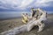 Closeup of beautiful driftwood lying on sandy shore of tranquil