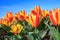 Closeup of Beautiful Dutch tulip flowers in field