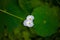 Closeup of a beautiful Echinodorus palifolius flower with green lily pads in the background