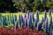 Closeup of beautiful Echium flowers in Werribee Park, Victoria Australia