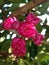 Closeup, Beautiful and Exotic Guava flower Syzygium malaccense Blossom perched on a tree tank in the garden a with natural Backgro