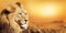 Closeup of a beautiful fierce lion sitting down in a safari enjoying a bright summer sunset