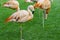 Closeup of beautiful flamingos group sleeping on the grass in the park. Vibrant birds on a green lawn on a sunny summer