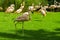 Closeup of beautiful flamingos group walking on the grass in the park. Vibrant bird on a green lawn on a sunny summer