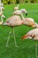 Closeup of beautiful flamingos group walking on the grass in the park. Vibrant birds on a green lawn on a sunny summer