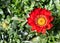 Closeup of a beautiful flower with red petals and yellow corolla