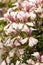 Closeup of a beautiful flowering Pelargonium plant in summertime