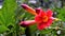 Closeup of beautiful flowers and buds of Amphilophium buccinatorium also known as Mexican blood flower,trumpet etc