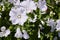 Closeup of beautiful flowers and buds of Lavatera trimestris