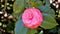 Closeup of beautiful flowers of Camellia japonica also known as Camellia Albino Botti, Camellia Don Pedro, Camellia Eugene De