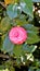 Closeup of beautiful flowers of Camellia japonica also known as Camellia Albino Botti, Camellia Don Pedro, Camellia Eugene De