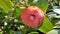 Closeup of beautiful flowers of Camellia japonica also known as Camellia Albino Botti, Camellia Don Pedro, Camellia Eugene De