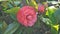 Closeup of beautiful flowers of Camellia japonica also known as Camellia Albino Botti, Camellia Don Pedro, Camellia Eugene De