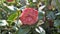 Closeup of beautiful flowers of Camellia japonica also known as Camellia Albino Botti, Camellia Don Pedro, Camellia Eugene De