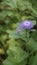 Closeup of beautiful flowers of Centratherum punctatum also known as lark daisy and Brazilian Button Flower